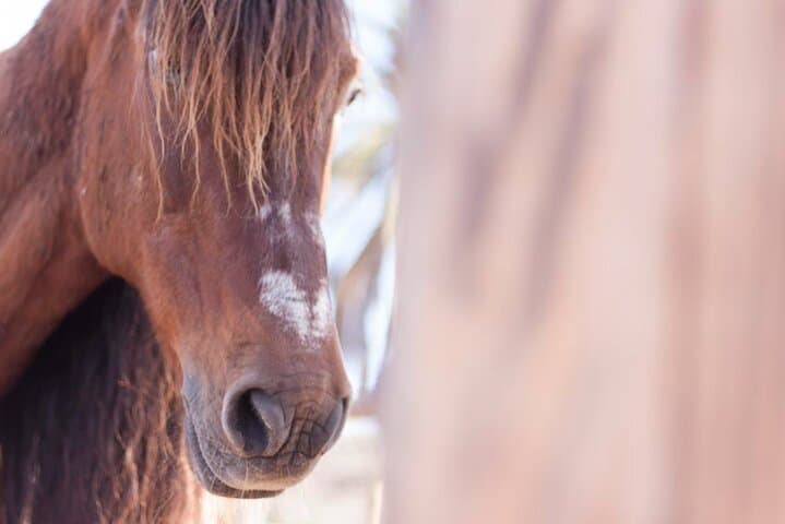 Horses and Coaching: Transformational Equine Experience in Gran Canaria photo 5