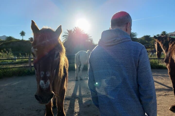 Horses and Coaching: Transformational Equine Experience in Gran Canaria photo 6