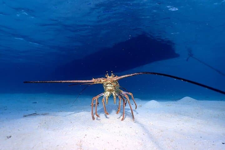 Snorkel Roatán: One-Stop Reef & Beach Break at Coco View, BFK and French Cay