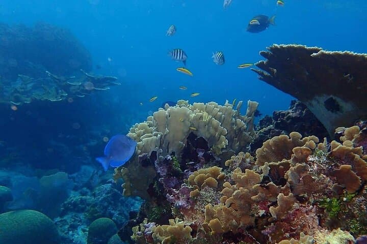 Snorkel Roatán: One-Stop Reef & Beach Break at Coco View, BFK and French Cay photo 2