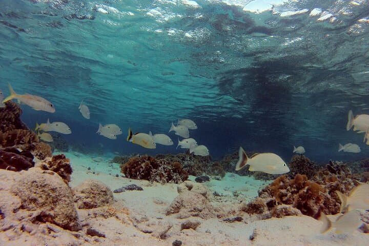 Snorkel Roatán: One-Stop Reef & Beach Break at Coco View, BFK and French Cay photo 4