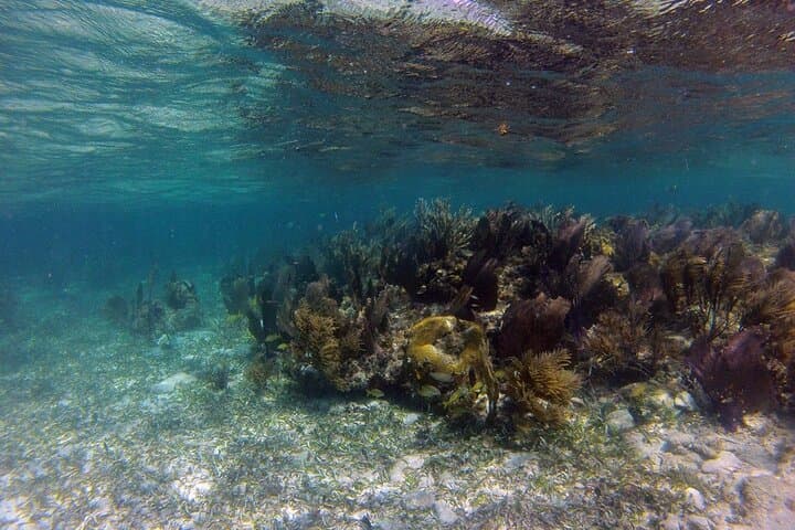 Snorkel Roatán: One-Stop Reef & Beach Break at Coco View, BFK and French Cay photo 6