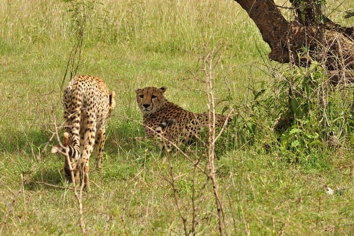 One-Day Serengeti Safari from Mwanza: Big Five & Wildebeest Migration photo 4