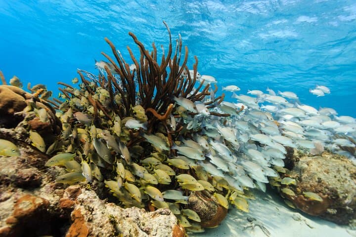 Full-Day Private Snorkel at Hol Chan Marine Reserve & Shark Ray Alley from Caye Caulker photo 3
