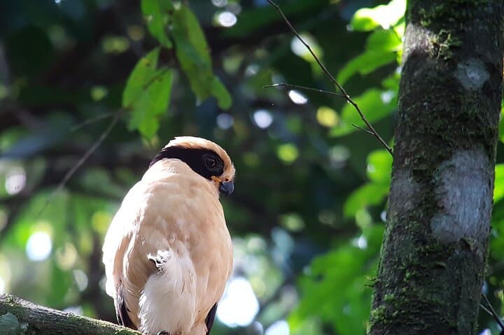Manuel Antonio Nature Tour: Guided Wildlife Hike & Beach Visit photo 4