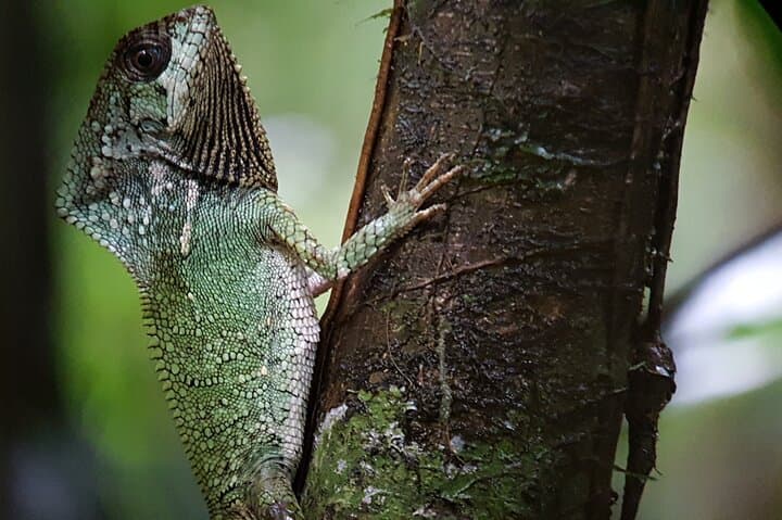 Manuel Antonio Nature Tour: Guided Wildlife Hike & Beach Visit photo 5