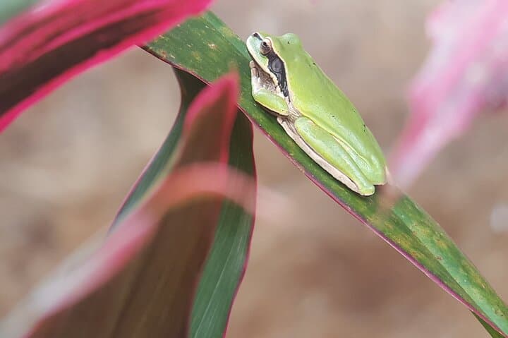 Manuel Antonio Nature Tour: Guided Wildlife Hike & Beach Visit photo 6