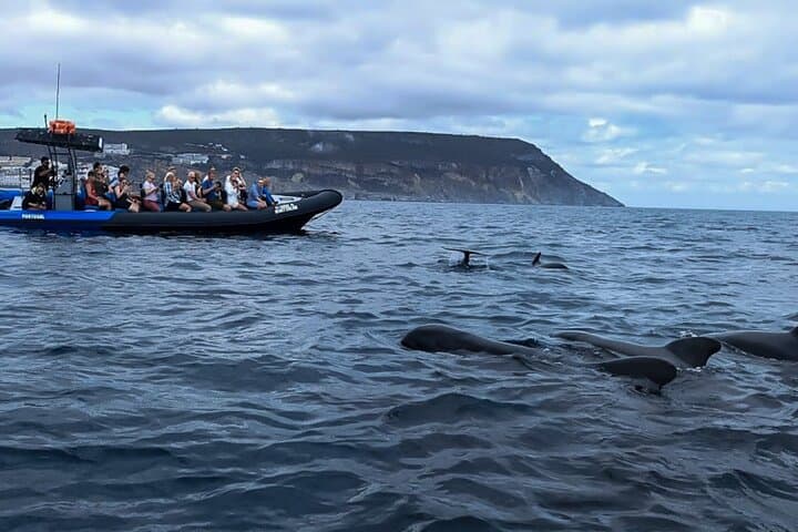 Arrábida Dolphin & Whale Watching with Marine Biologist — Sesimbra Boat Tour photo 5