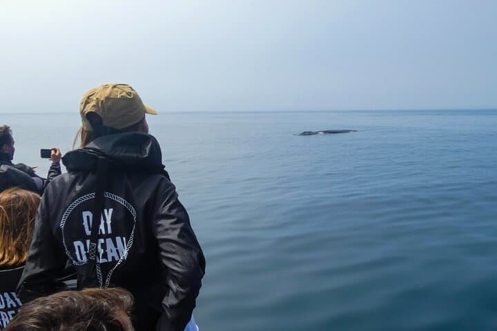 Arrábida Dolphin & Whale Watching with Marine Biologist — Sesimbra Boat Tour photo 2