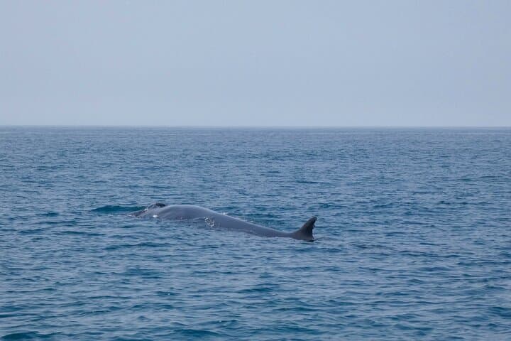 Arrábida Dolphin & Whale Watching with Marine Biologist — Sesimbra Boat Tour photo 4