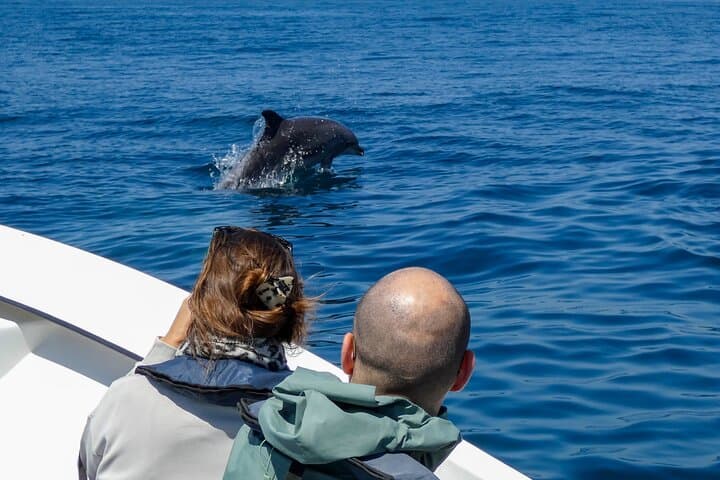 Arrábida Dolphin & Whale Watching with Marine Biologist — Sesimbra Boat Tour photo 3
