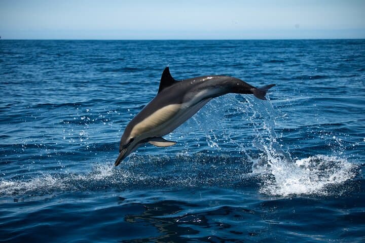 Arrábida Dolphin & Whale Watching with Marine Biologist — Sesimbra Boat Tour