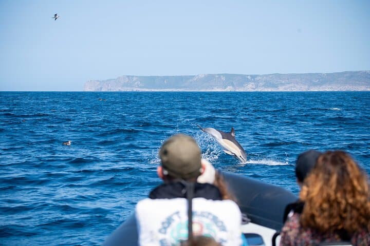 Arrábida Dolphin & Whale Watching with Marine Biologist — Sesimbra Boat Tour photo 6