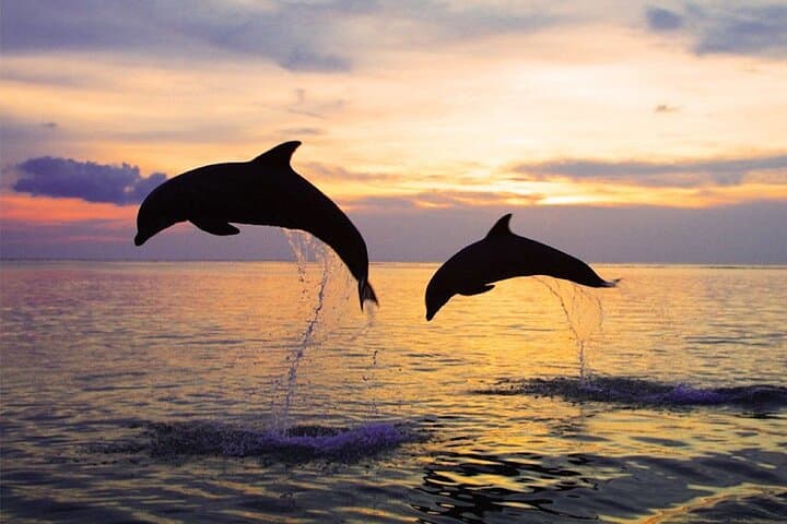 Lovina Dolphin Watching: Swim with Wild Dolphins and Morning Snorkel photo 3