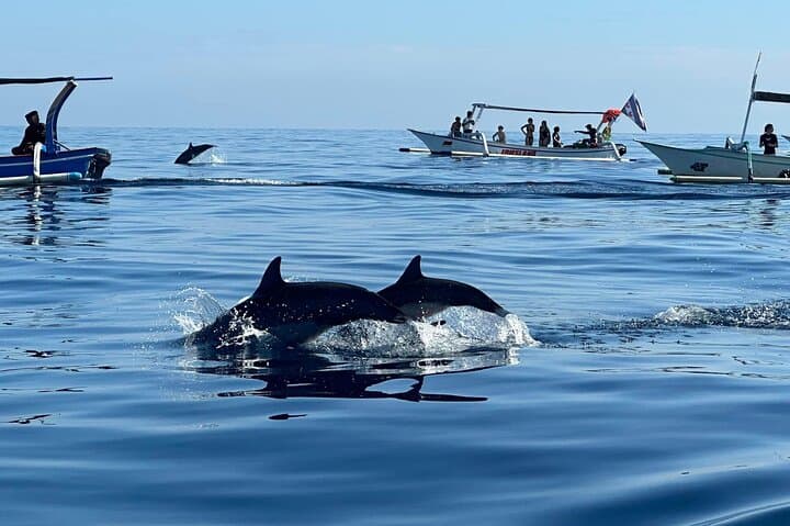 Lovina Dolphin Watching: Swim with Wild Dolphins and Morning Snorkel photo 5