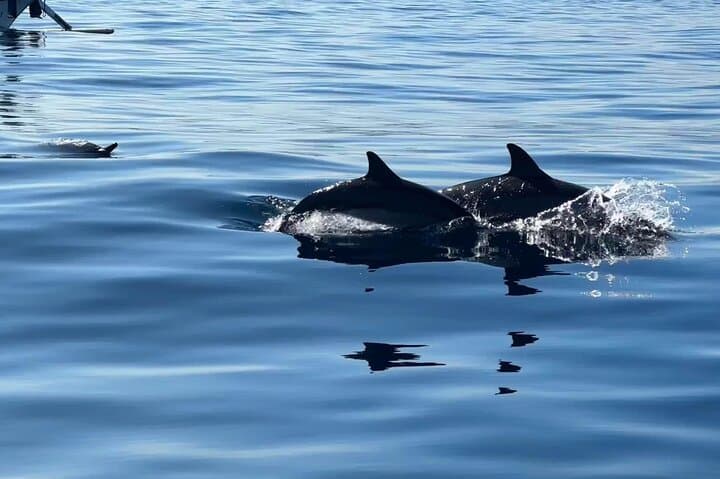 Lovina Dolphin Watching: Swim with Wild Dolphins and Morning Snorkel photo 6