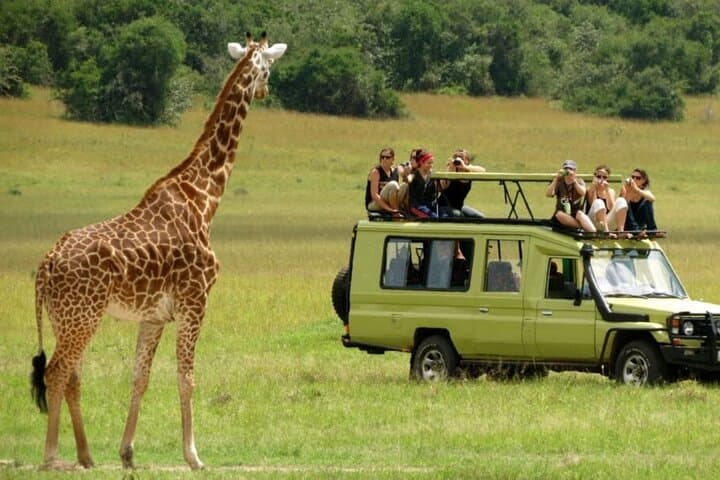 Half-Day Hluhluwe‑Imfolozi Safari from Richards Bay — Big Five Game Drive photo 4