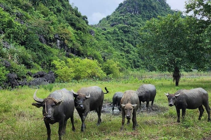 Ninh Binh Full-Day: Hoa Lu, Trang An Boat Ride & Mua Cave Viewpoint photo 3