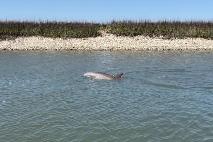 Morris Island Dolphin Cruise and Shelling Trip from Folly Beach photo 2