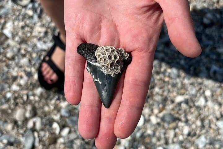Folly Beach Fossil Hunting: Barrier Island Boat Drop-Off Excursion photo 6