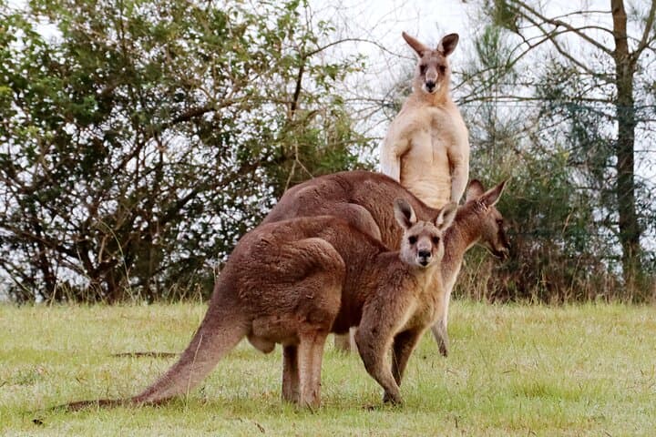 Wild Kangaroos, Blue Mountains & Parramatta River Cruise: A Day from Sydney