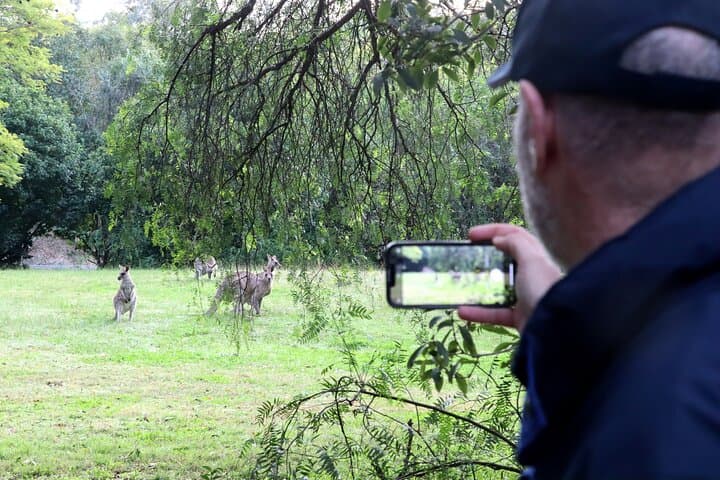 Wild Kangaroos, Blue Mountains & Parramatta River Cruise: A Day from Sydney photo 3