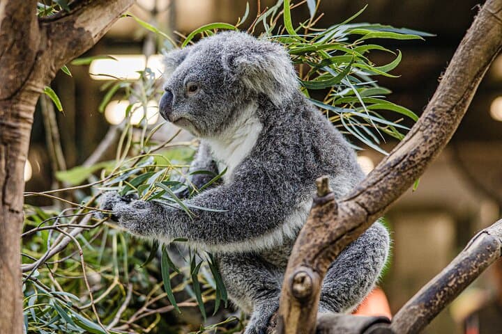 Wild Kangaroos, Blue Mountains & Parramatta River Cruise: A Day from Sydney photo 6