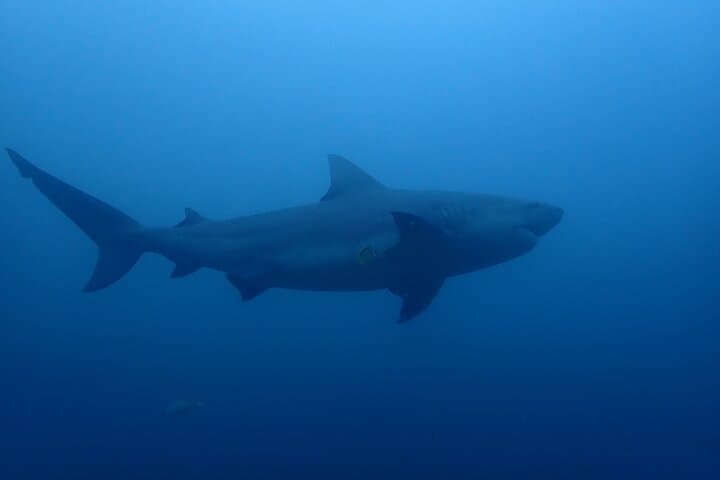 Bat Island Bull Shark Dive — Advanced Deep Dive in Costa Rica