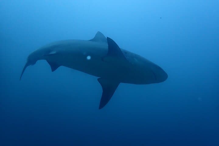 Bat Island Bull Shark Dive — Advanced Deep Dive in Costa Rica photo 4