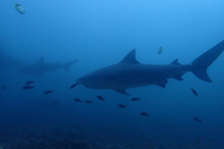 Bat Island Bull Shark Dive — Advanced Deep Dive in Costa Rica photo 3