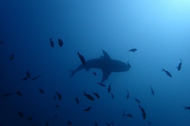 Bat Island Bull Shark Dive — Advanced Deep Dive in Costa Rica photo 5