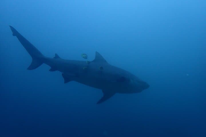 Bat Island Bull Shark Dive — Advanced Deep Dive in Costa Rica photo 6