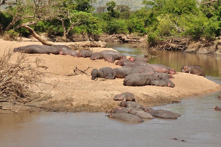 One-Day Serengeti Safari from Mwanza: Big Five & Wildebeest Migration