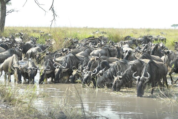One-Day Serengeti Safari from Mwanza: Big Five & Wildebeest Migration photo 2