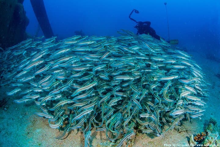 PADI Open Water Diver Course in Aqaba: Learn to Dive at Berenice Beach photo 6