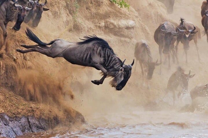 5-Day Masai Mara, Lake Nakuru & Lake Naivasha Safari in Kenya's Rift Valley