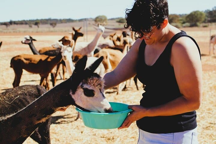 Alpaca Meet and Greet in Peterborough — Hands-On Farm Tour & Fibre Workshop photo 2
