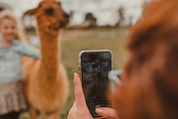 Alpaca Meet and Greet in Peterborough — Hands-On Farm Tour & Fibre Workshop photo 5