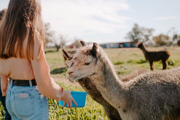 Alpaca Meet and Greet in Peterborough — Hands-On Farm Tour & Fibre Workshop photo 6