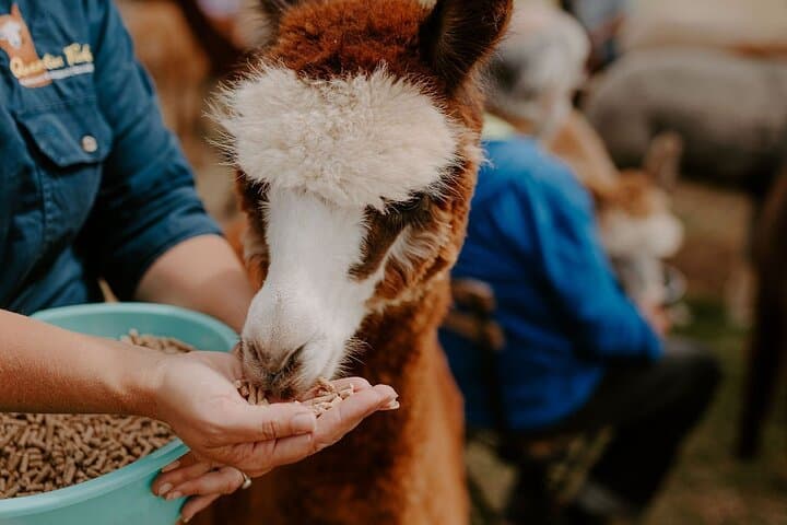 Alpaca Meet and Greet in Peterborough — Hands-On Farm Tour & Fibre Workshop