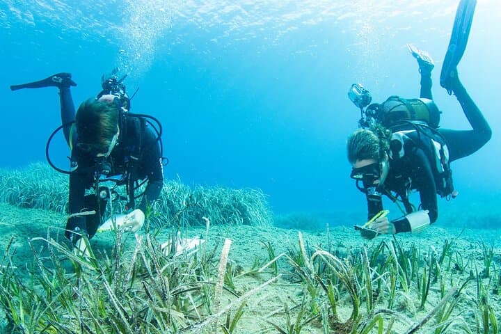 Research Diving with a Marine Biologist in Plakias, Crete — Citizen Science Scuba