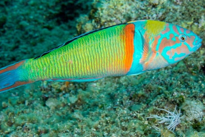 Research Diving with a Marine Biologist in Plakias, Crete — Citizen Science Scuba photo 2