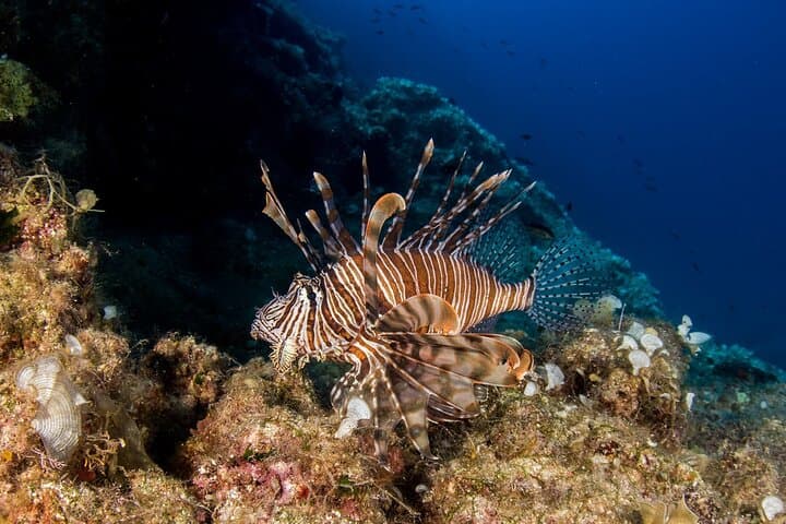 Research Diving with a Marine Biologist in Plakias, Crete — Citizen Science Scuba photo 4