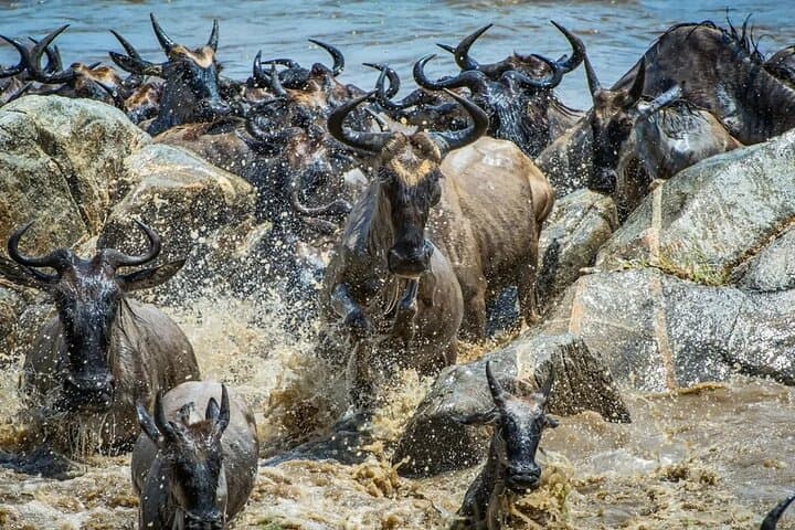 Maasai Mara Wildebeest Migration: 4-Day Safari Guide to River Crossings & Big Cats