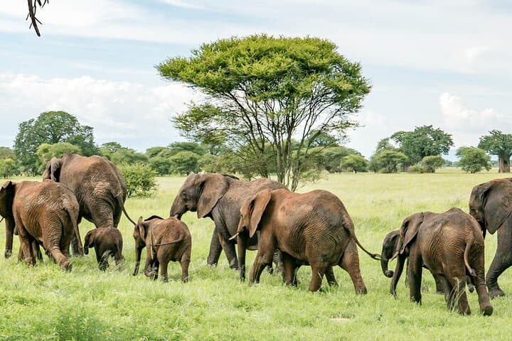 Maasai Mara Wildebeest Migration: 4-Day Safari Guide to River Crossings & Big Cats photo 5