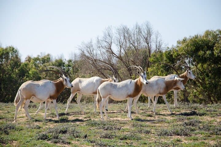 Day Trip to Souss Massa National Park from Agadir — Coastal Wildlife Jeep Tour photo 3
