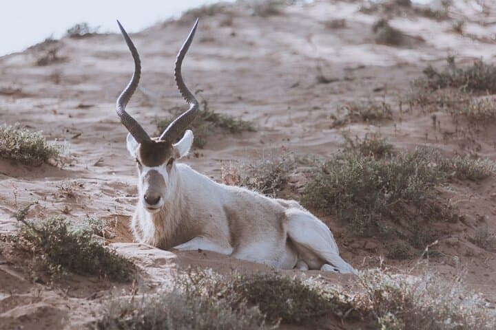 Day Trip to Souss Massa National Park from Agadir — Coastal Wildlife Jeep Tour photo 4