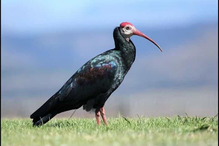 Day Trip to Souss Massa National Park from Agadir — Coastal Wildlife Jeep Tour photo 5