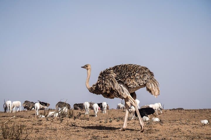 Day Trip to Souss Massa National Park from Agadir — Coastal Wildlife Jeep Tour photo 6
