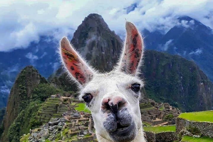 One Day at Machu Picchu: Full-Day Guided Tour from Cusco photo 6